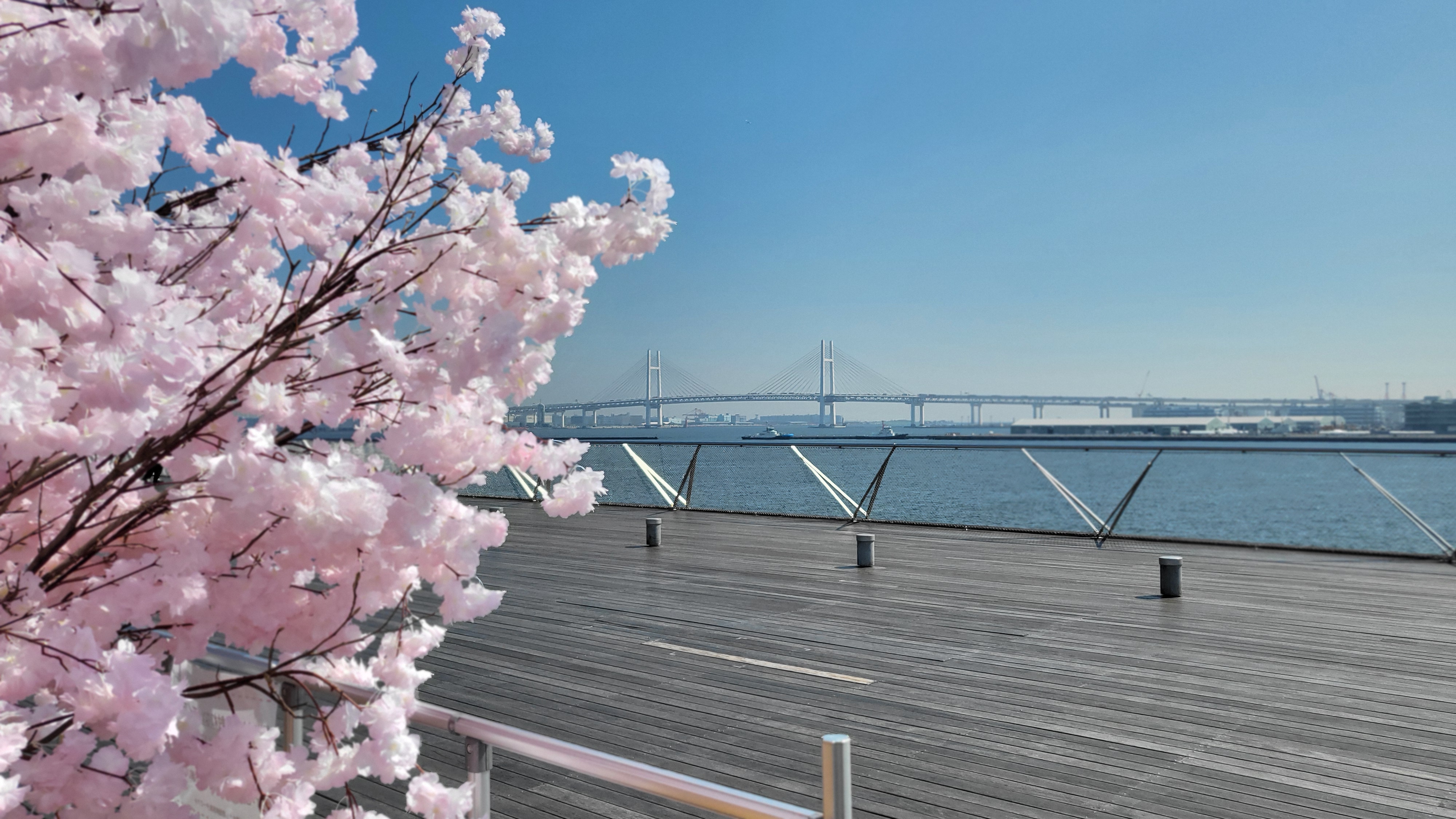 桜